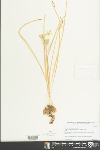 Ornithogalum umbellatum image