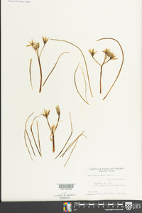 Ornithogalum umbellatum image