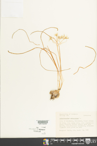 Ornithogalum umbellatum image