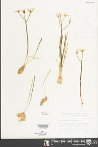 Ornithogalum umbellatum image