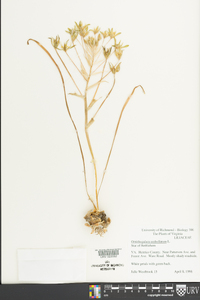 Ornithogalum umbellatum image