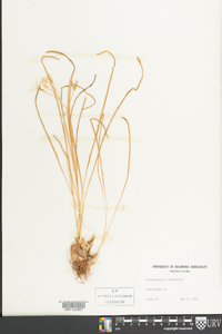 Ornithogalum umbellatum image