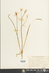 Ornithogalum umbellatum image