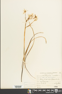 Ornithogalum umbellatum image