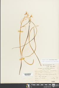 Ornithogalum umbellatum image
