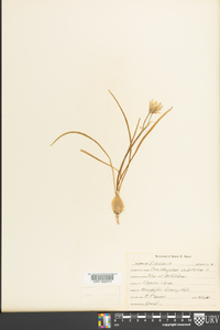 Ornithogalum umbellatum image