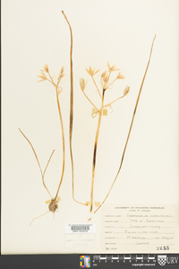 Ornithogalum umbellatum image