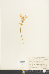 Ornithogalum umbellatum image