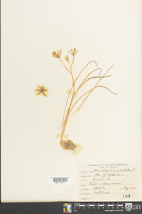 Ornithogalum umbellatum image