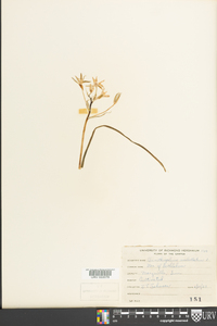 Ornithogalum umbellatum image