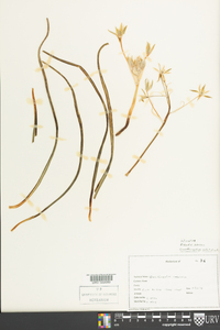 Ornithogalum umbellatum image