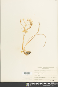 Ornithogalum umbellatum image