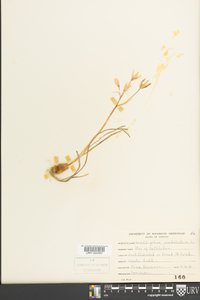 Ornithogalum umbellatum image