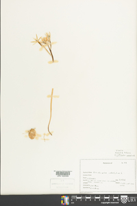 Ornithogalum umbellatum image