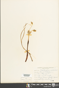 Ornithogalum umbellatum image