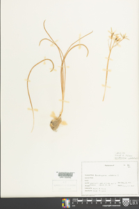 Ornithogalum umbellatum image