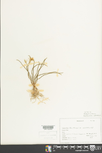 Ornithogalum umbellatum image