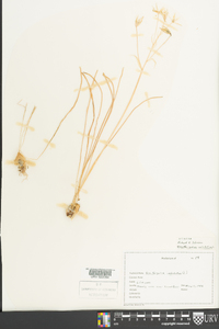 Ornithogalum umbellatum image