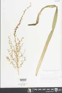 Stenanthium gramineum image