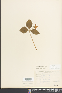 Trillium cernuum image