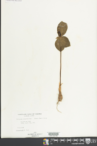 Trillium sessile image