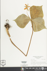 Trillium erectum image