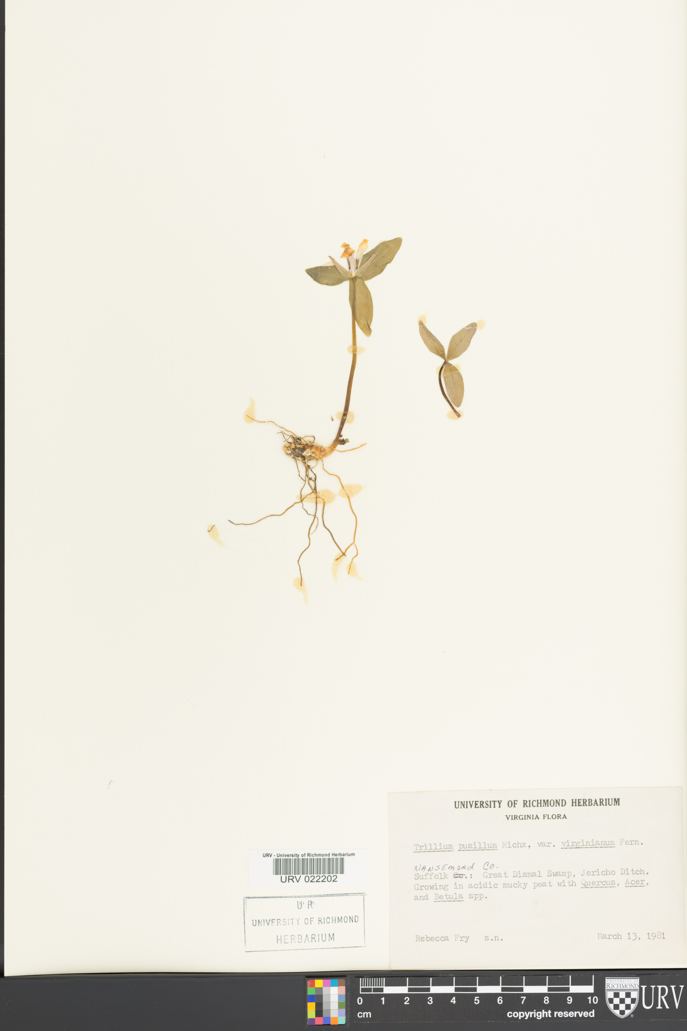 Trillium pusillum image