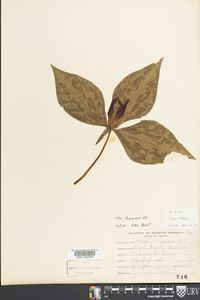 Trillium sessile image