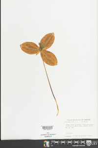 Trillium sessile image