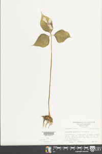 Trillium undulatum image