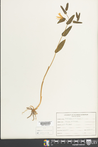 Uvularia perfoliata image