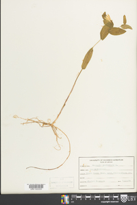 Uvularia perfoliata image