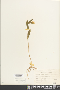 Uvularia perfoliata image