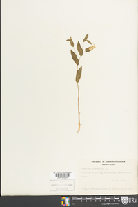 Uvularia perfoliata image