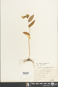 Uvularia perfoliata image