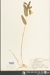 Uvularia perfoliata image