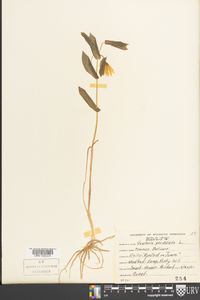 Uvularia perfoliata image