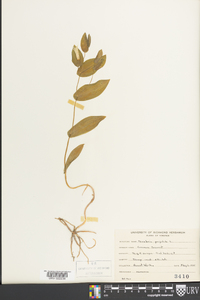 Uvularia perfoliata image