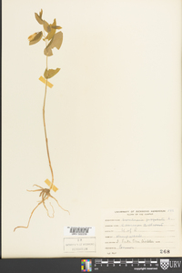 Uvularia perfoliata image