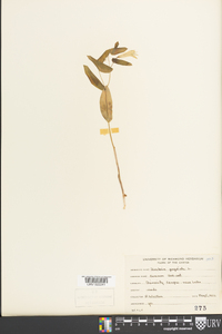 Uvularia perfoliata image