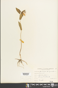 Uvularia perfoliata image