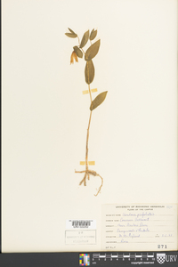 Uvularia perfoliata image