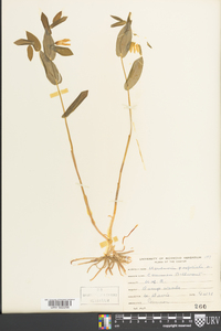 Uvularia perfoliata image