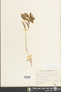 Uvularia sessilifolia image