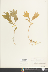 Uvularia sessilifolia image