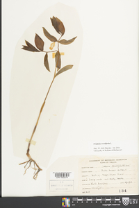 Uvularia sessilifolia image