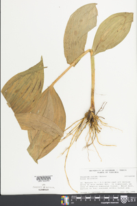 Veratrum viride image