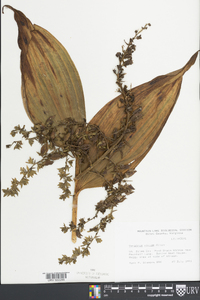 Veratrum viride image