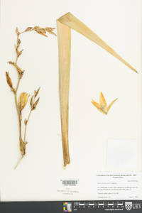 Yucca filamentosa image