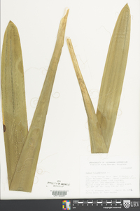 Yucca filamentosa image